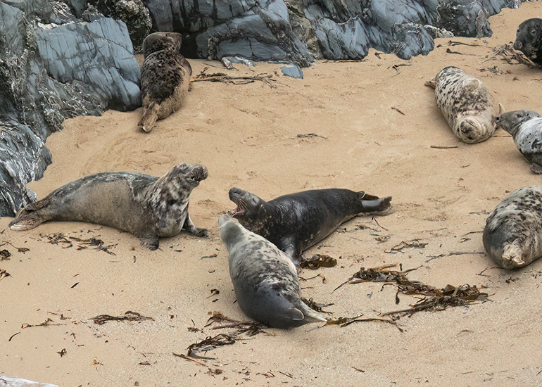 Seals in the Wild - North Cornwall