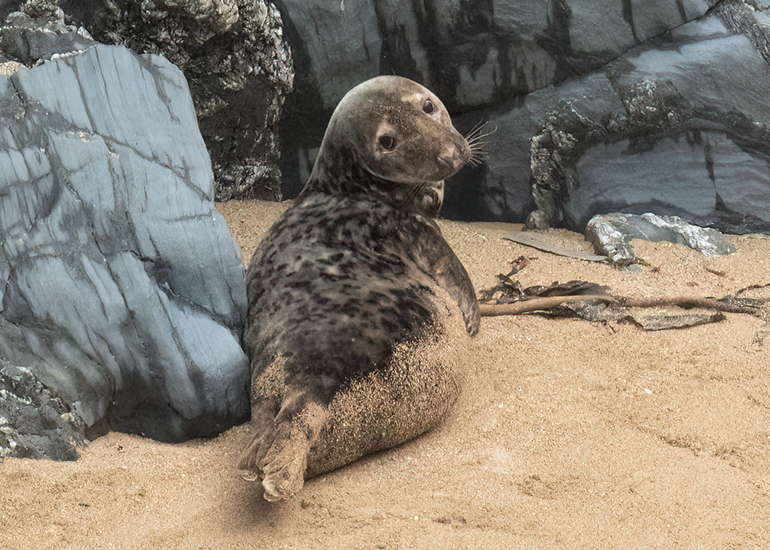 Seals in the Wild - North Cornwall