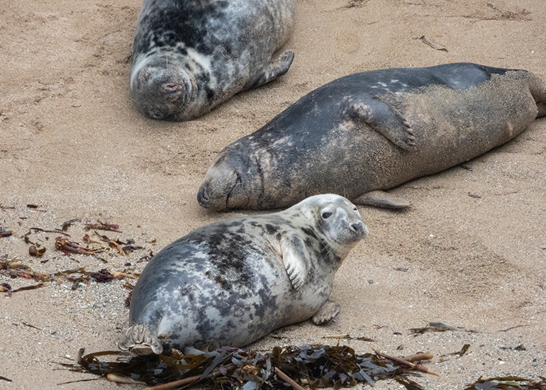 Seals in the Wild - North Cornwall
