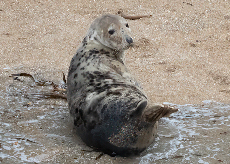 Seals in the Wild - North Cornwall