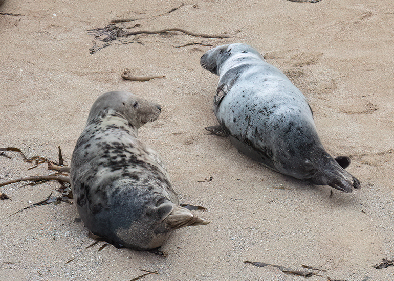 Seals in the Wild - North Cornwall