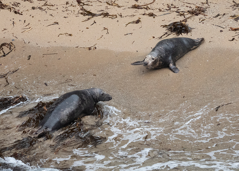 Seals in the Wild - North Cornwall