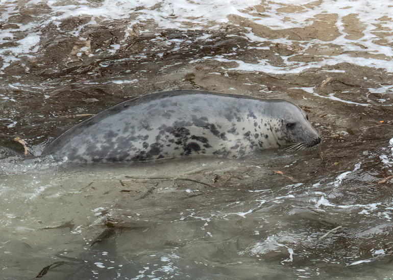Seals in the Wild - North Cornwall