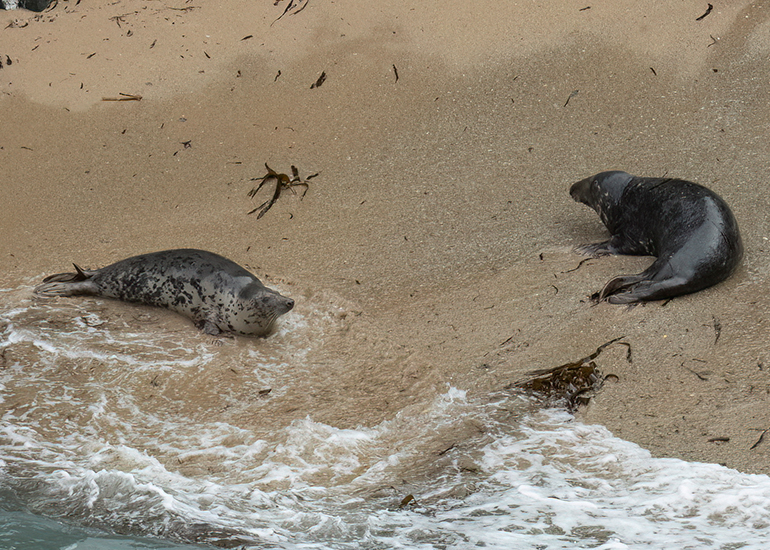 Seals in the Wild - North Cornwall