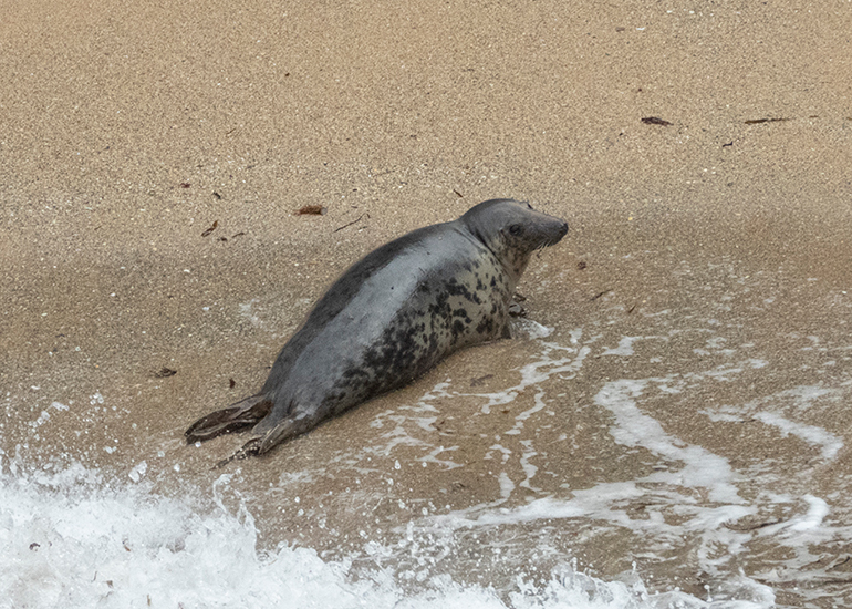 Seals in the Wild - North Cornwall