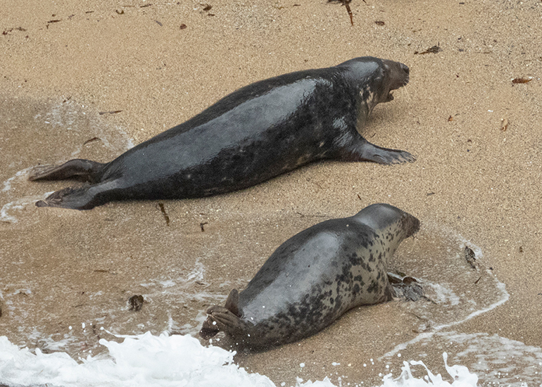 Seals in the Wild - North Cornwall
