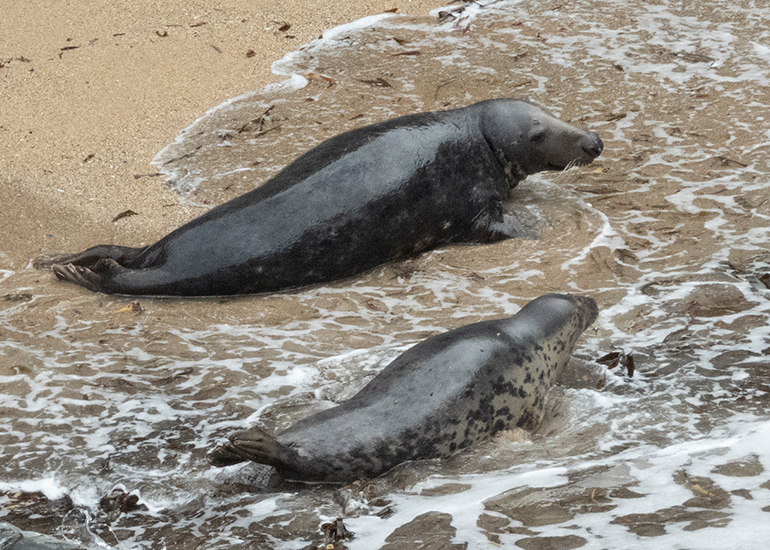 Seals in the Wild - North Cornwall