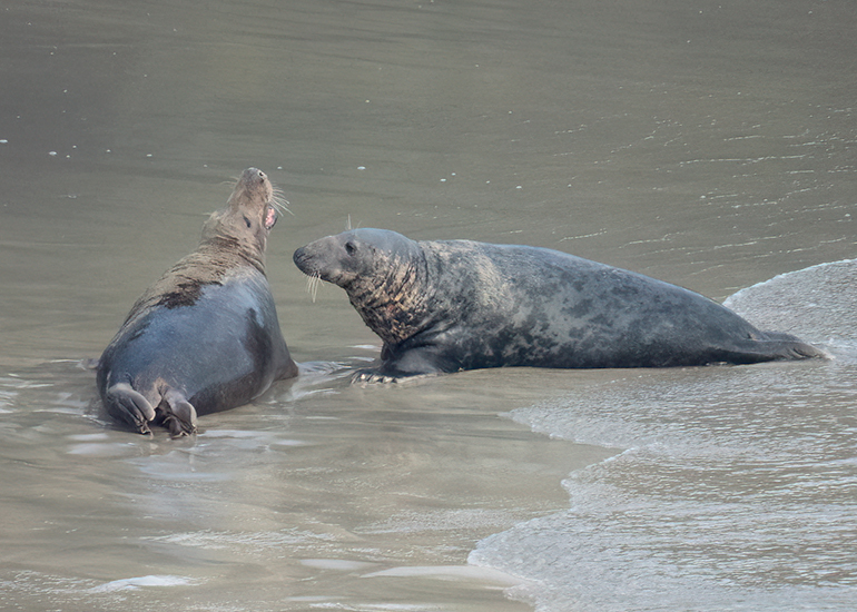 Seals in the Wild - North Cornwall