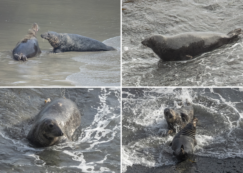 Seals in the wild - November 2025