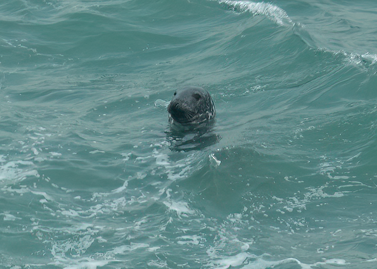 Cornish Seals in the Wild