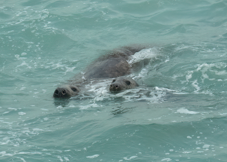 Cornish Seals in the Wild