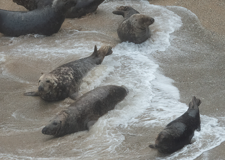 Cornish Seals in the Wild