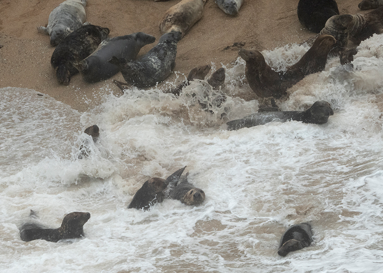 Cornish Seals in the Wild