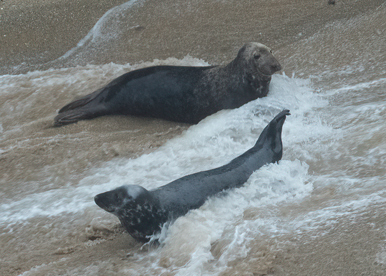 Cornish Seals in the Wild