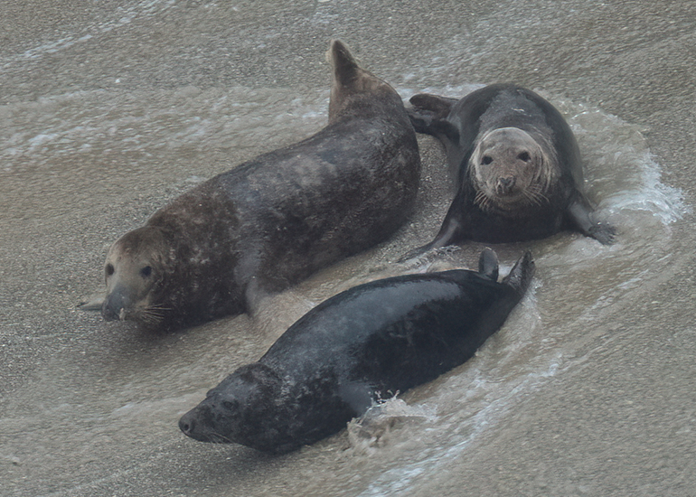 Cornish Seals in the Wild