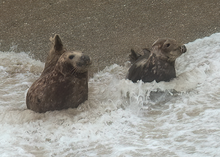 Cornish Seals in the Wild
