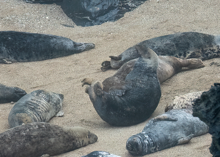 Cornish Seals in the Wild