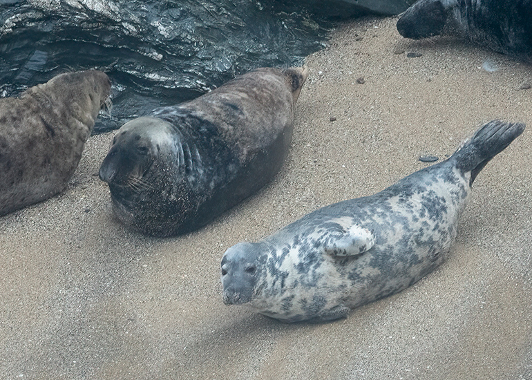 Cornish Seals in the Wild
