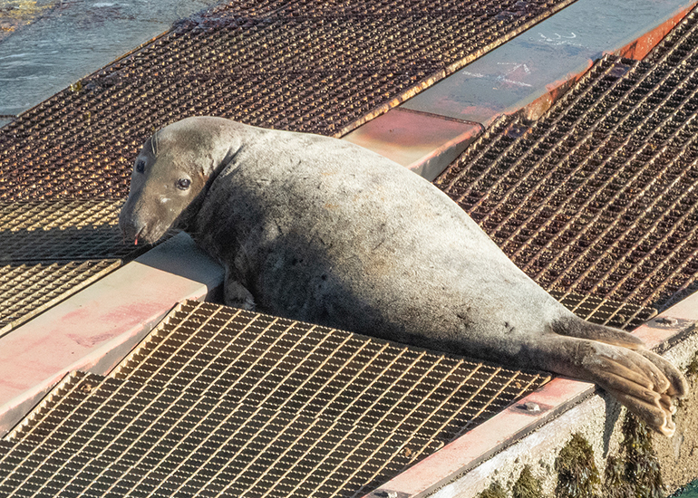 Seals in the Wild - Lizard Peninsula  - 16th October 2026