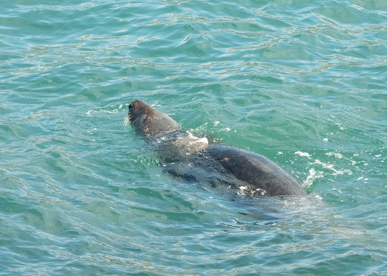Seals in the Wild - Lizard Peninsula  - 16th October 2026