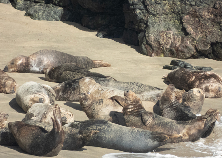 Seals in the Wild - Lizard Peninsula  - 16th October 2026