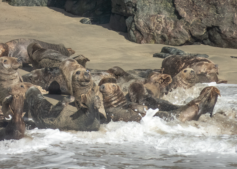 Seals in the Wild - Lizard Peninsula  - 16th October 2026