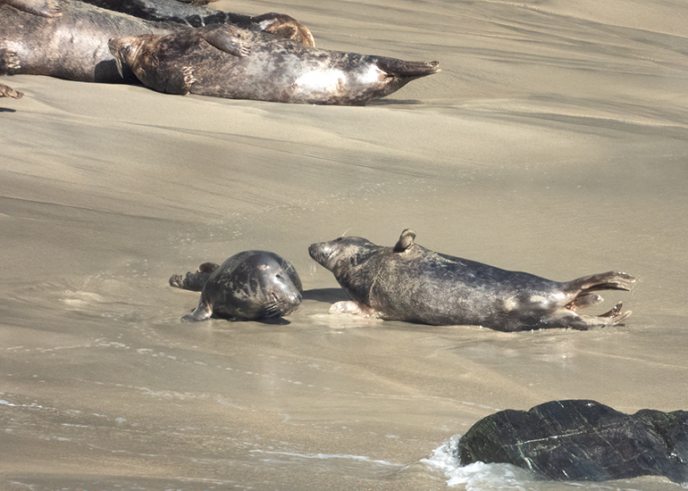 Seals in the Wild - Lizard Peninsula  - 16th October 2026