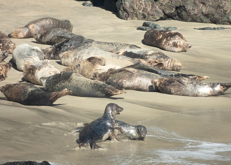 Seals in the Wild - Lizard Peninsula  - 16th October 2026