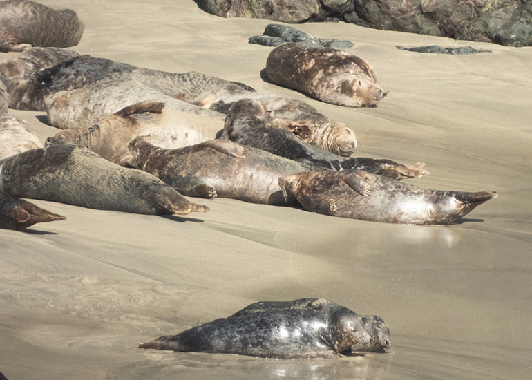 Seals in the Wild - Lizard Peninsula  - 16th October 2026