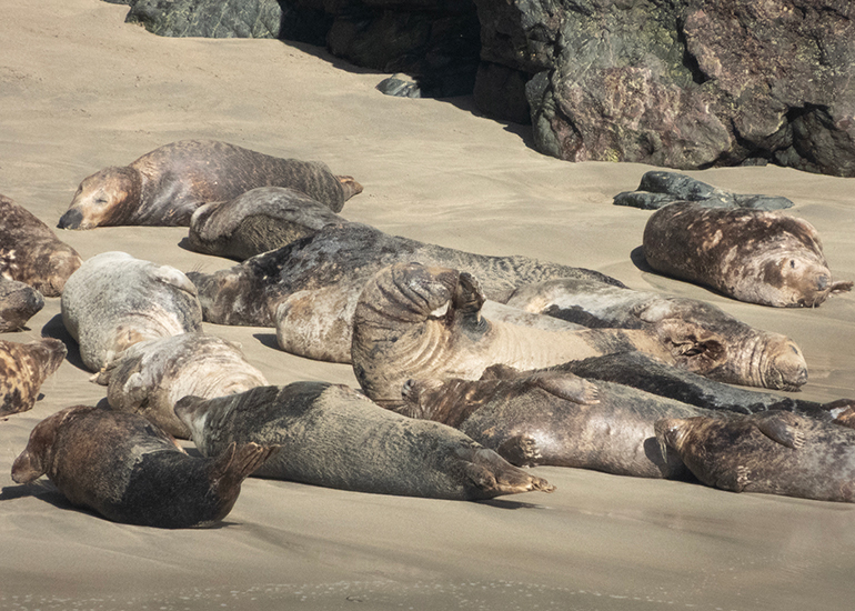 Seals in the Wild - Lizard Peninsula  - 16th October 2026