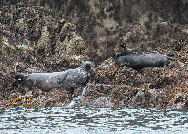 Seals in the Wild - 2 hours Padstow Sealife Safari boat trip  - 19th June 2026
