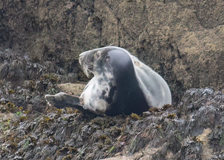 Seals in the Wild - 2 hours Padstow Sealife Safari boat trip  - 19th June 2026