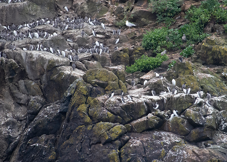 Seals in the Wild - 2 hours Padstow Sealife Safari boat trip  - 19th June 2026