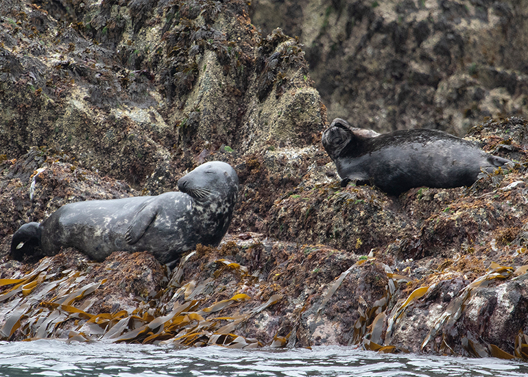 Seals in the Wild - 2 hours Padstow Sealife Safari boat trip  - 19th June 2026