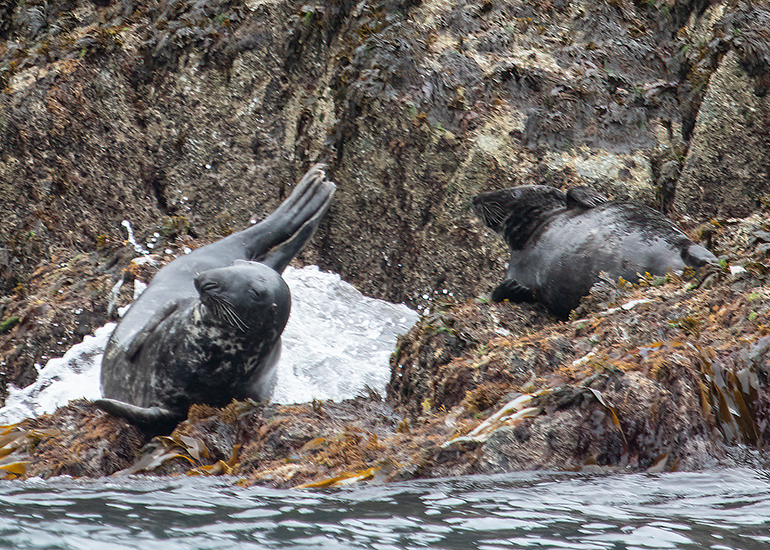 Seals in the Wild - 2 hours Padstow Sealife Safari boat trip  - 19th June 2026