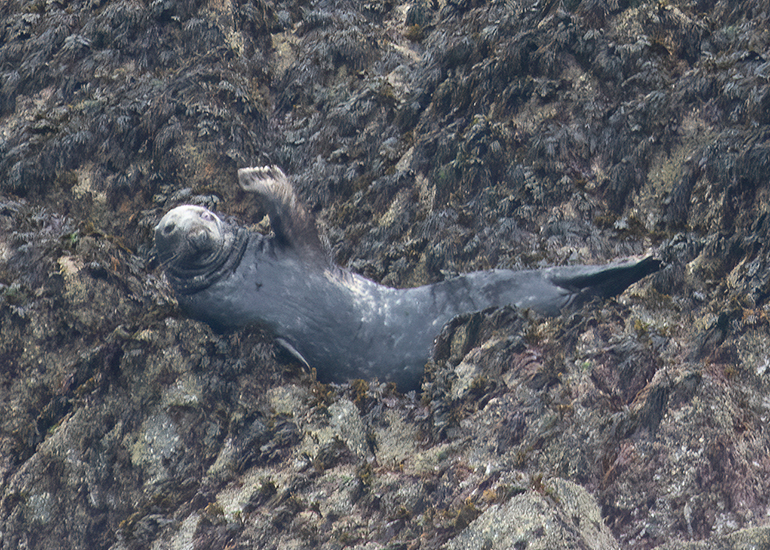 Seals in the Wild - 2 hours Padstow Sealife Safari boat trip  - 19th June 2026