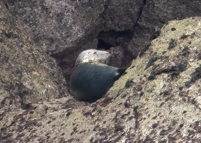Seals in the Wild - 2 hours Padstow Sealife Safari boat trip  - 19th June 2026