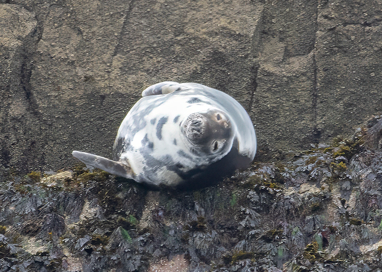 Seals in the Wild - 2 hours Padstow Sealife Safari boat trip  - 19th June 2026