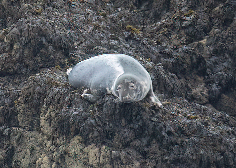 Seals in the Wild - 2 hours Padstow Sealife Safari boat trip  - 19th June 2026