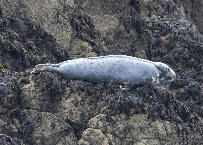 Seals in the Wild - 2 hours Padstow Sealife Safari boat trip  - 19th June 2026