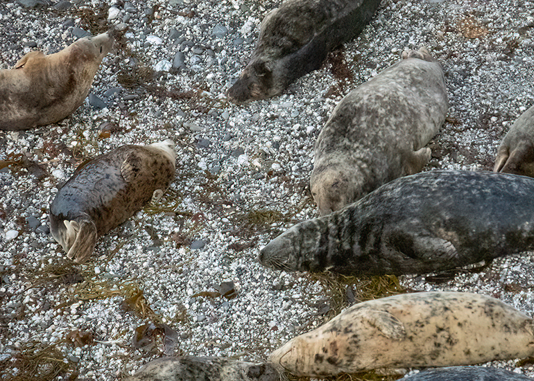 Seals in the Wild - West Cornwall  - 22nd August 2026