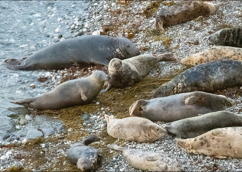 Seals in the Wild - West Cornwall  - 22nd August 2026
