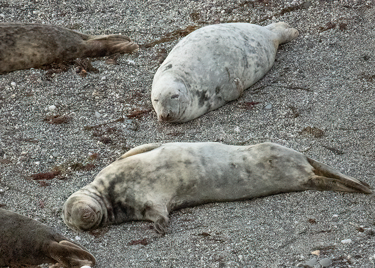 Seals in the Wild - West Cornwall  - 22nd August 2026
