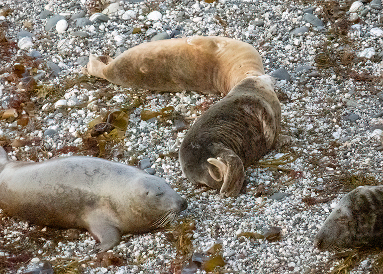 Seals in the Wild - West Cornwall  - 22nd August 2026