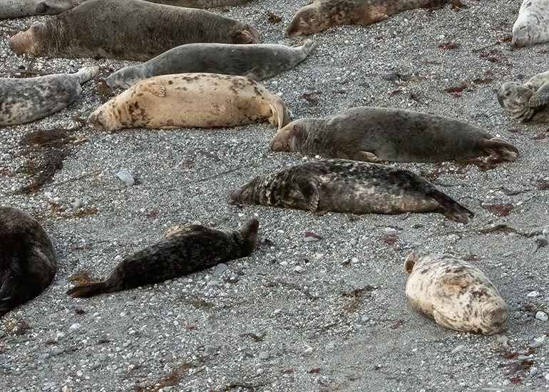 Seals in the Wild - West Cornwall  - 22nd August 2026