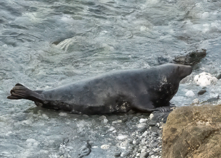Seals in the Wild - West Cornwall  - 22nd August 2026