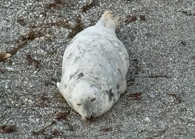 Seals in the Wild - West Cornwall  - 22nd August 2026
