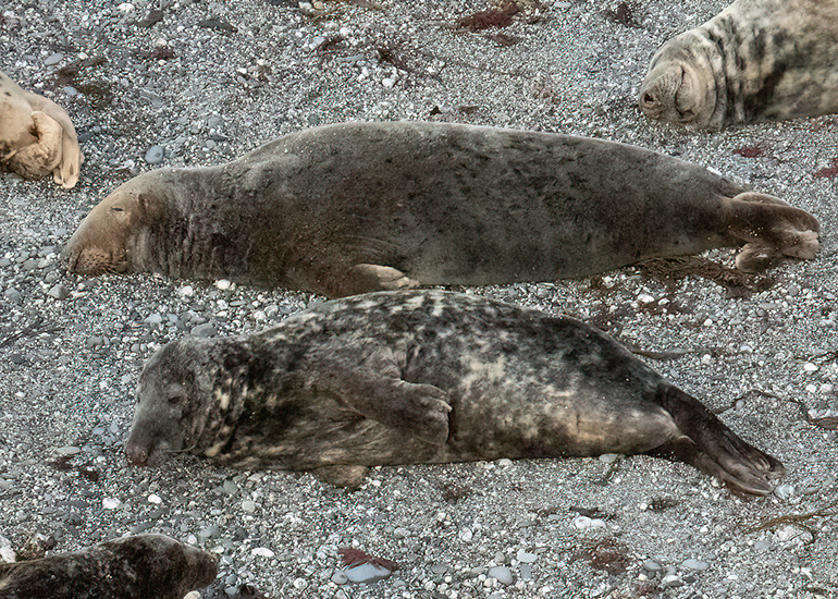 Seals in the Wild - West Cornwall  - 22nd August 2026