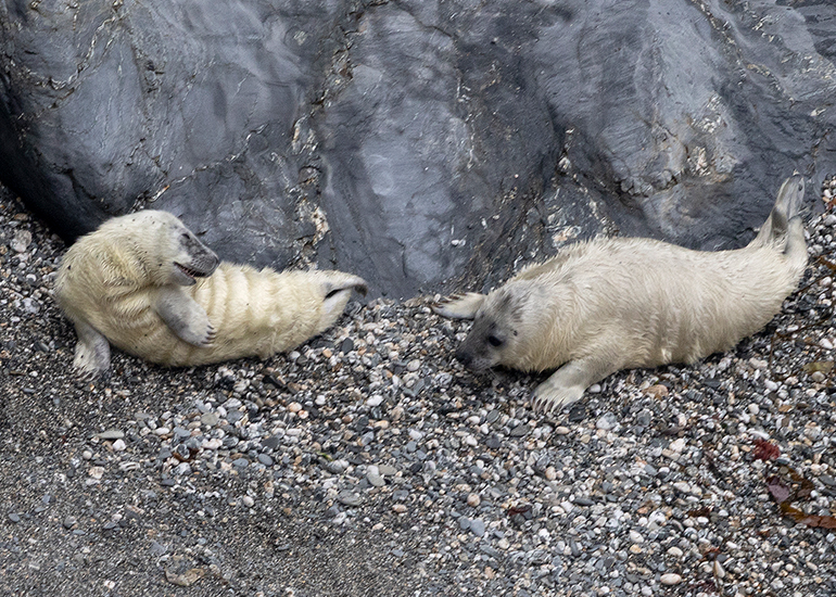 Seals in the Wild - West Cornwall  - 25th August 2026