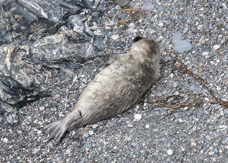 Seals in the Wild - West Cornwall  - 25th August 2026